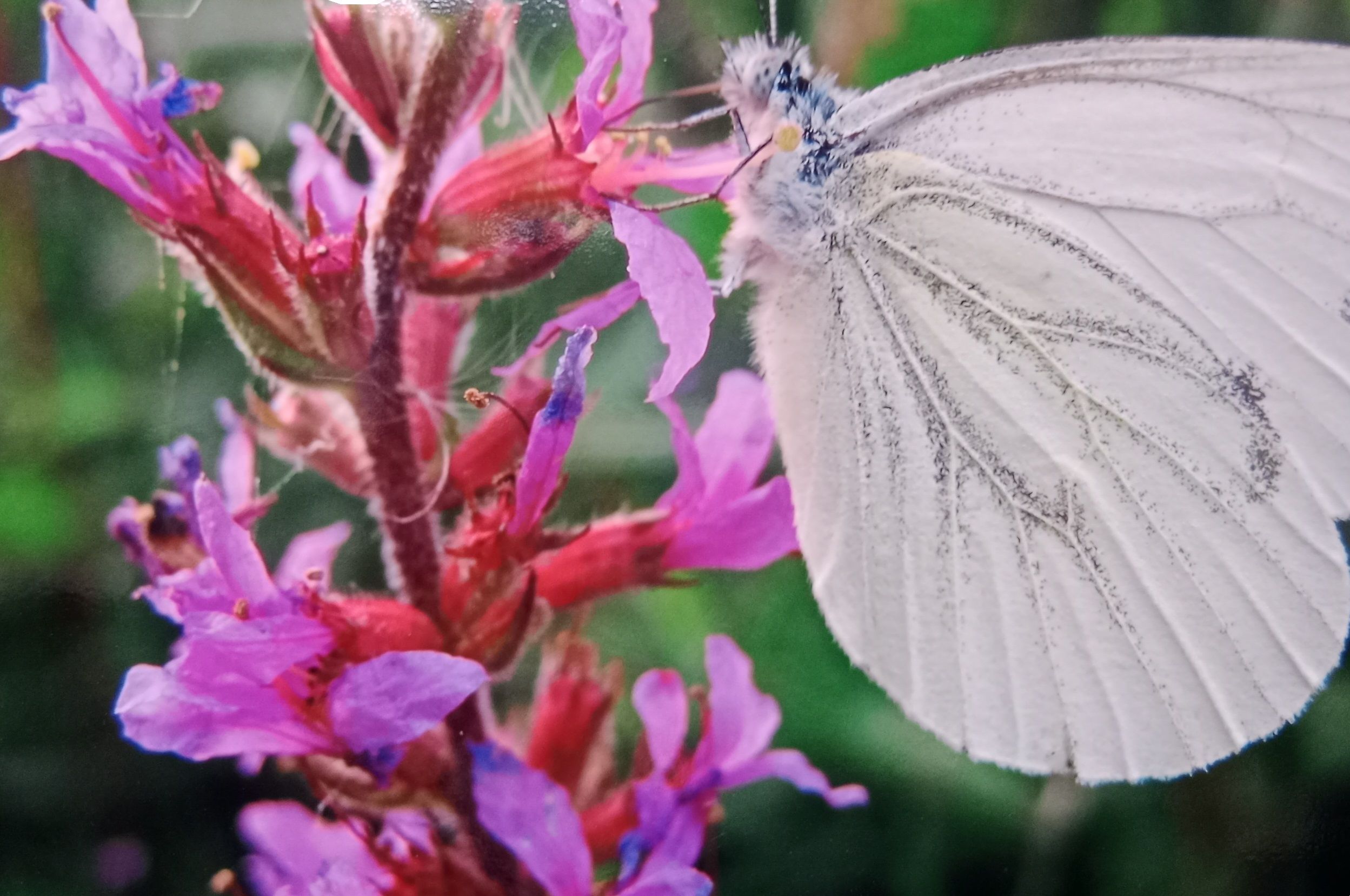 Un papillon blanc sur une fleur rose