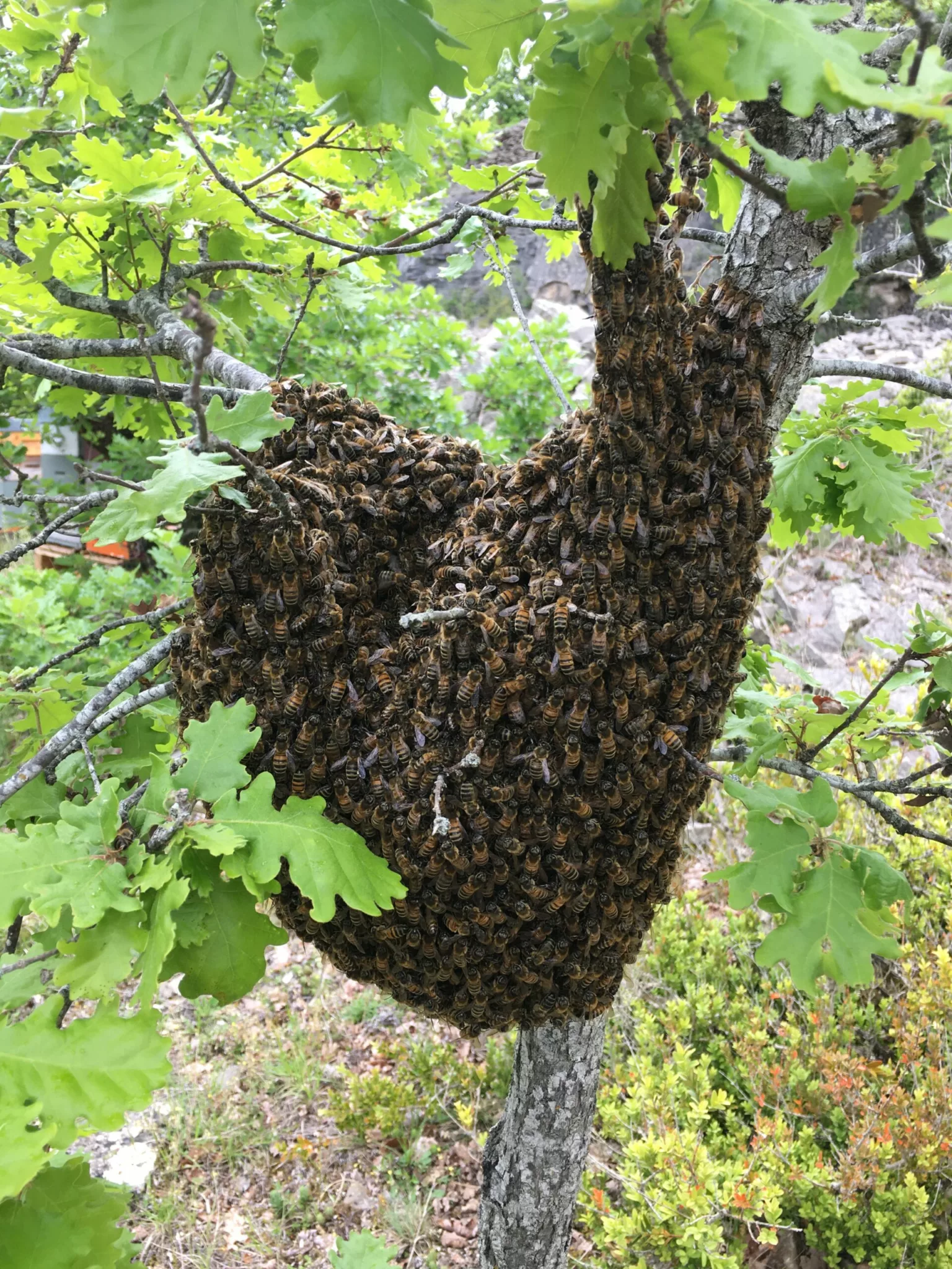essaim d'abeilles dans un arbre feuillu.