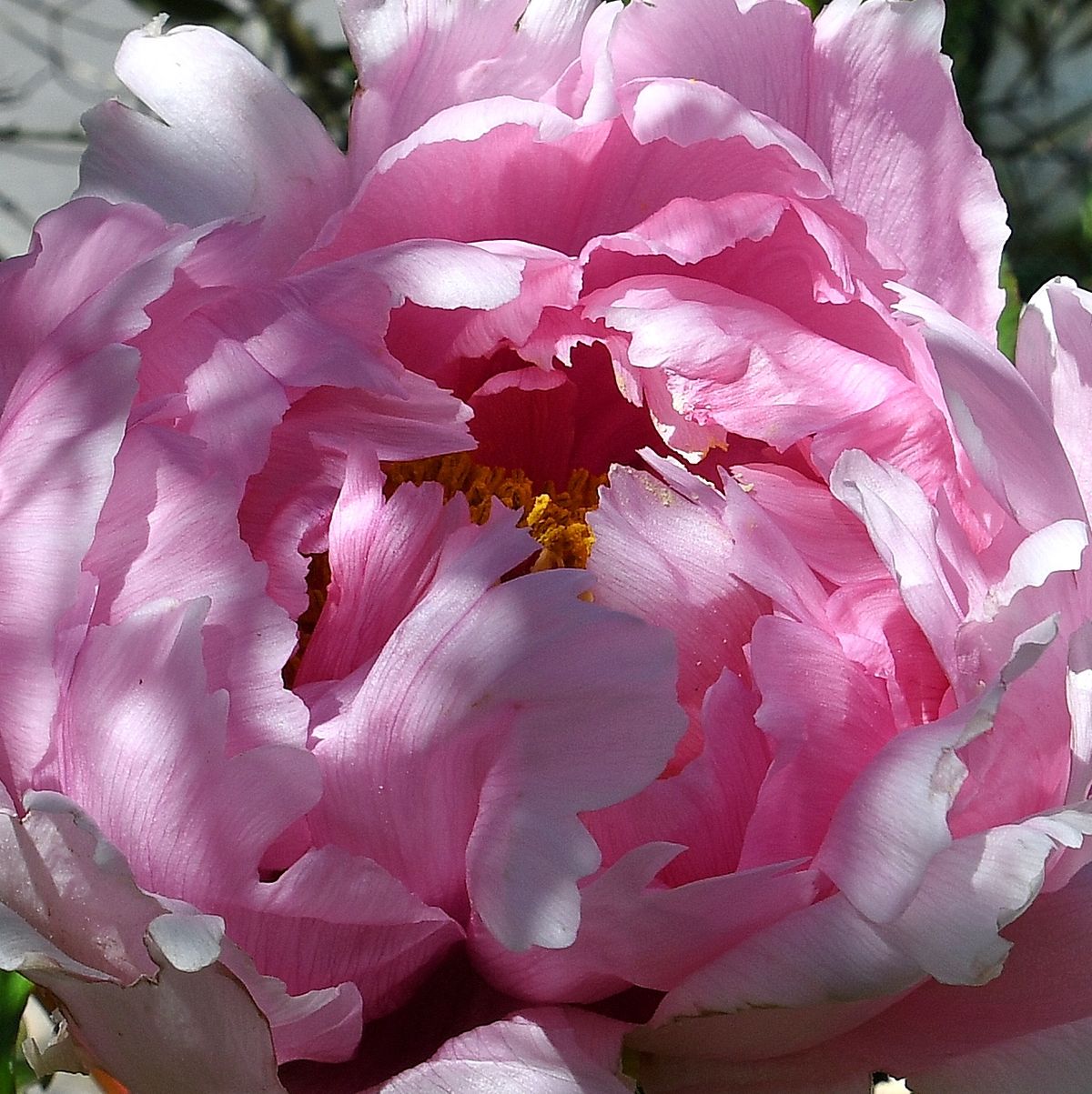 Pivoine